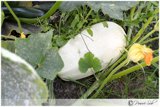 courgette-spaghetti